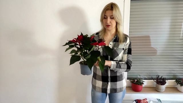 Пуансеттия / Рождественская звезда / Уход в домашних условиях смотреть онлайн