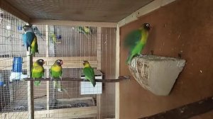 Пение попугайчиков неразлучников