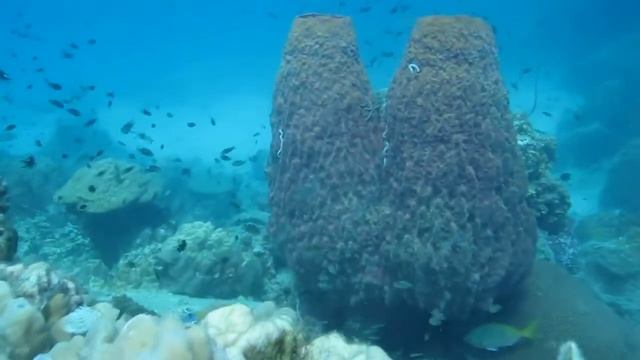 Черепаха на Уайт-роке