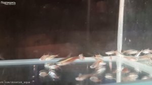 советы как разводить голубой неон, аквариумные рыбки