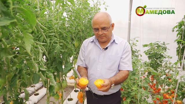 Биф томаты экскурсия по теплице смотреть онлайн