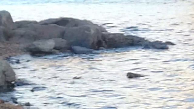 Гидроцикл с лодочным мотором ямаха 15 смотреть онлайн
