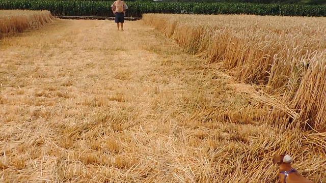 О кругах на полях...и Гуглике смотреть онлайн