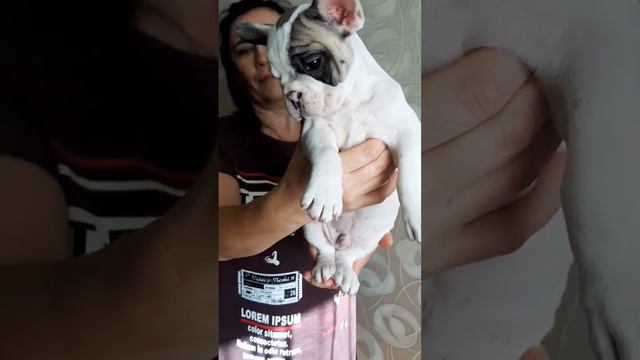 Малыш французского бульдога))Смотреть до конца!!!! #frenchbulldog #dog #puppy смотреть онлайн