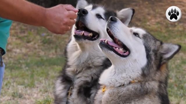 АЛЯСКИНСКИЙ МАЛАМУТ. Плюсы и минусы породы ALASKAN MALAMUTE