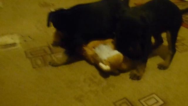 Ягдтерьеры смотреть онлайн