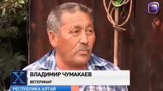 На Алтае обнаружено целое племя снежных людей. смотреть онлайн