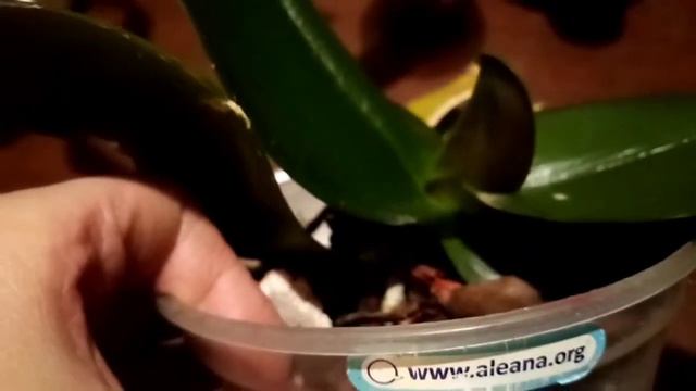 Результаты после полива препоратом Жива. Какие изменения и есть ли они? смотреть онлайн