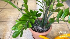 Как поливать Замиокулькас Показываю на примере!