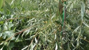 Ива и садовые композиции. Почему стоит посадить декоративные ивы?