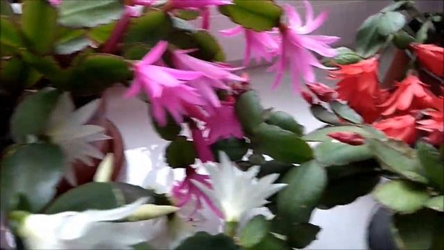 ЦВЕТЕТ РОЖДЕСТВЕННИК смотреть онлайн