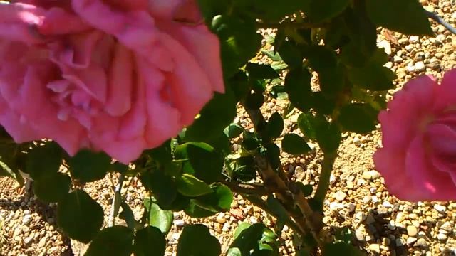 Perfume delight rose смотреть онлайн