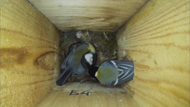 Самец большой синицы кормит самку ( Parus major ) смотреть онлайн