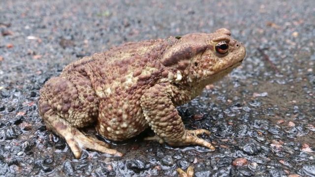 Обыкновенная серая жаба в лесу возле города Мытищи смотреть онлайн