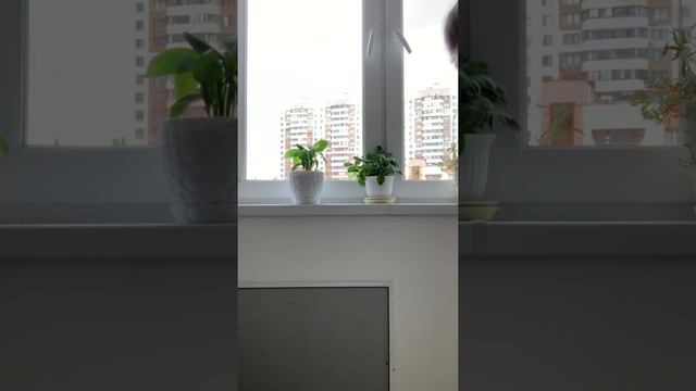 Внеплановая мойка полов 4 сентября 2021 г. смотреть онлайн