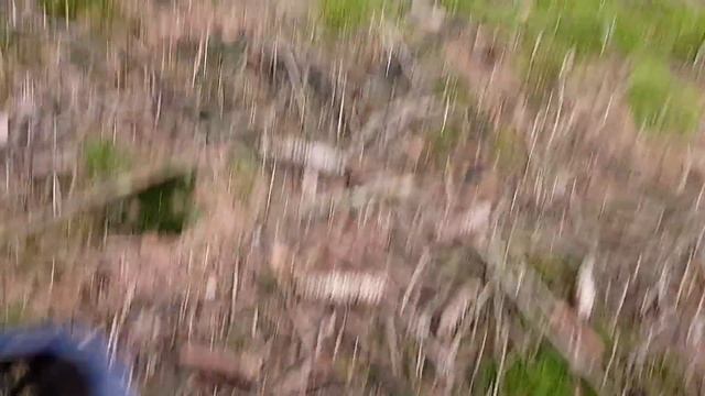 ГРИБОЕДОВЫ В ЛЕСУ.... смотреть онлайн