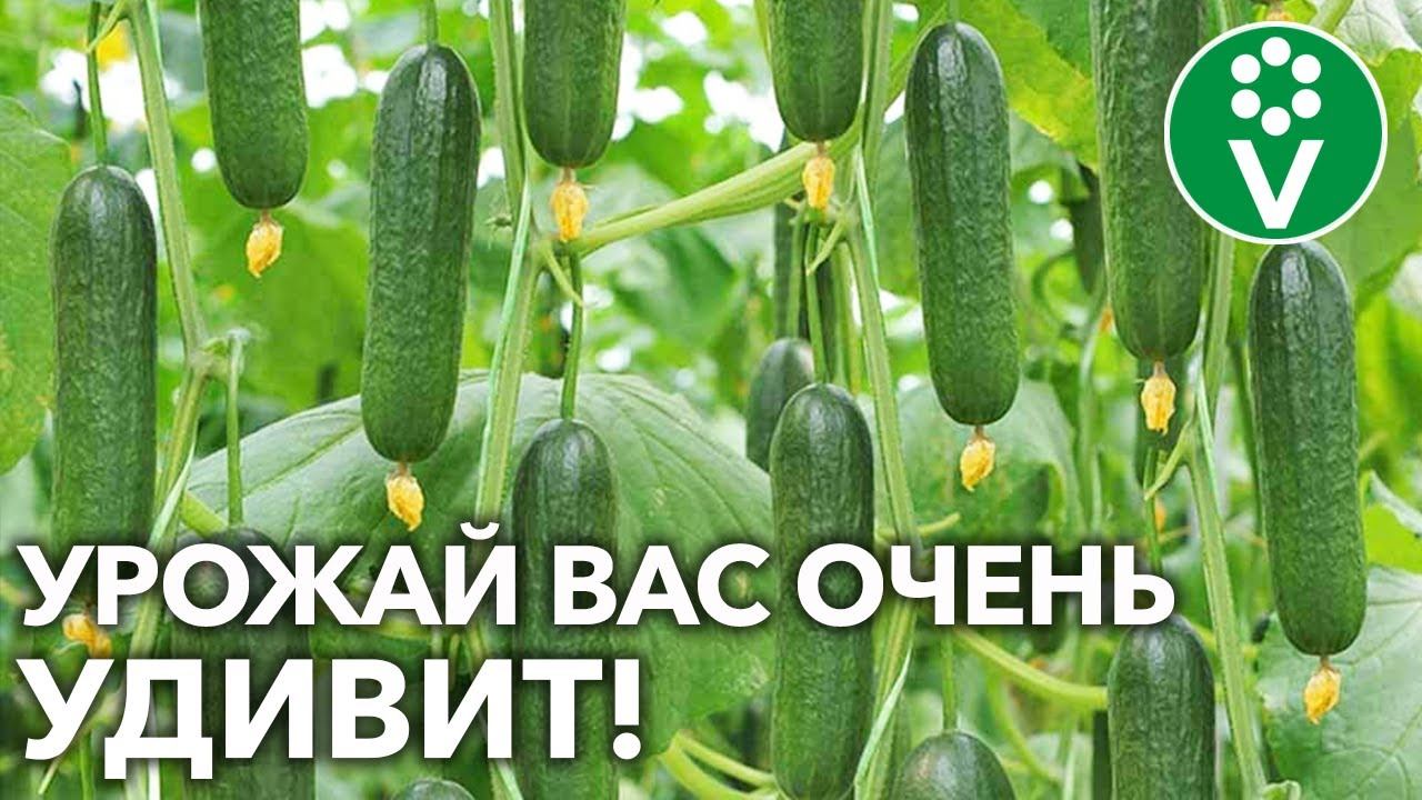 ПОДКОРМИТЕ ОГУРЦЫ ТАК ПРЯМО СЕЙЧАС! Всё о подкормках огурцов во время плодоношения! смотреть онлайн