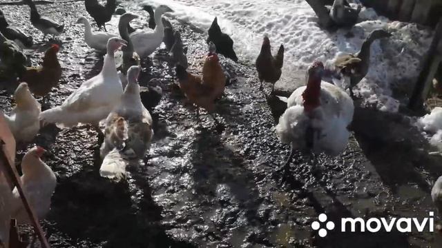 С утра пораньше принял ОТЁЛ! УТРЕНЯЯ УПРАВКА НА ХОЗЯЙСТВЕ! ОБХОД ГНЕЗД! смотреть онлайн