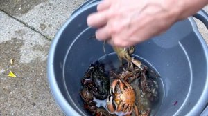 КРАБЫ!!!Как варить правильно КРАБОВ.