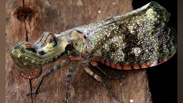 НЕВЕРОЯТНО! А ВЫ ЗНАЛИ?Про Бабочку- крокодила!ДК х. Островская щель смотреть онлайн