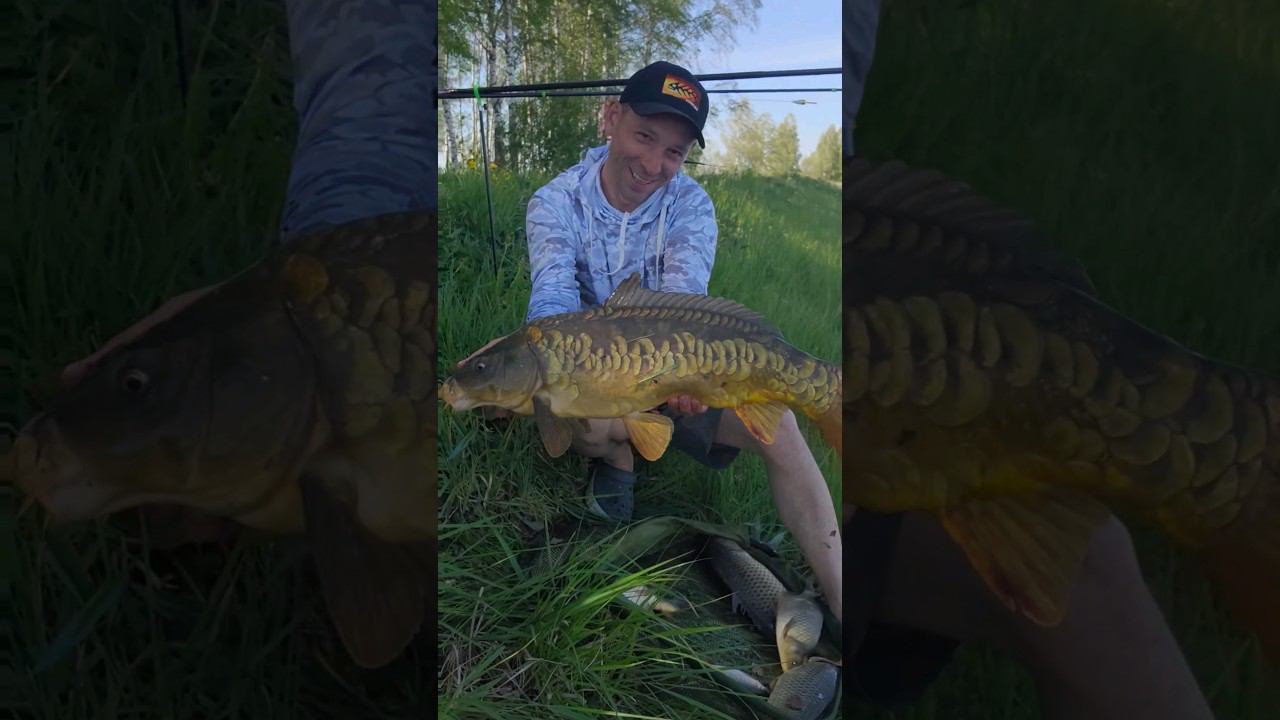 КАРП на СЛИВУ и КУКУРУЗУ! #снастиздрасьте смотреть онлайн