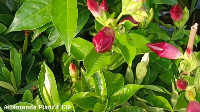 Orchid Plant Kath Golap Plant Red & White Mandevilla Plant Clay Flower Pots At Flower Plants Market смотреть онлайн