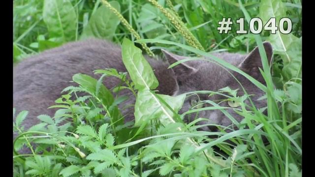 #1040. Коты (В мире животных)