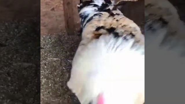 Фавероль лосось семья,2021 смотреть онлайн