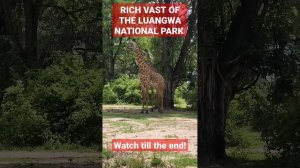 RICH $$ &  VAST OF THE LUANGWA NATIONAL PARK