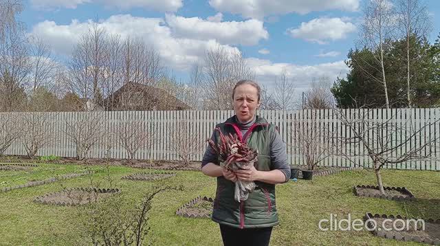 Посадка пионов, продолжение смотреть онлайн