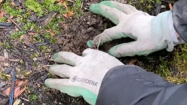 Dragon's Blood Stonecrop (Sedum Spurium) Planting - December 27 смотреть онлайн