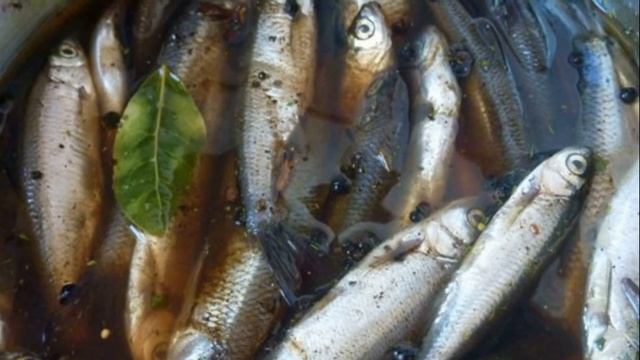 Как солить кильку для закуски смотреть онлайн