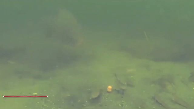 Мечты коропятника. Подводная сьемка Карпа,Сазана. Мечты рыбака,желаемый клев. смотреть онлайн