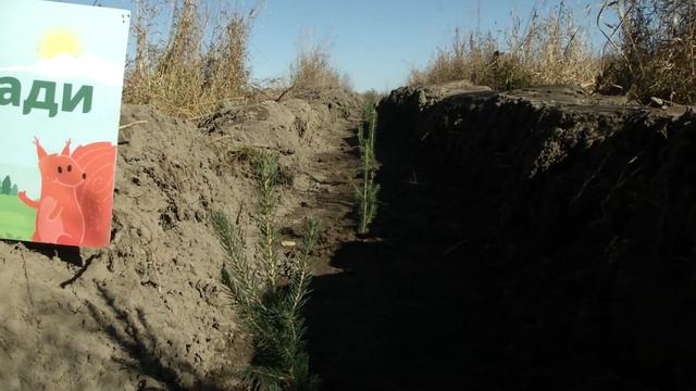 Посадка леса в Новосибирской области 16 октября 2021 года смотреть онлайн