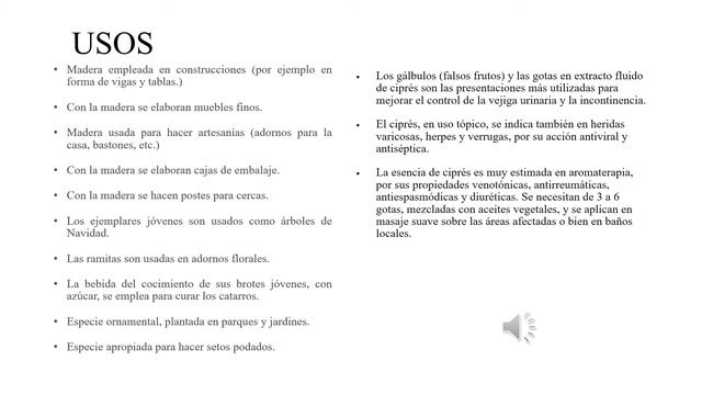 ARBOL PINO CIPRES смотреть онлайн