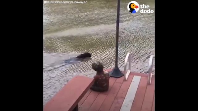 Dogs Jump Into Lake To 'Rescue' Dad | The Dodo смотреть онлайн