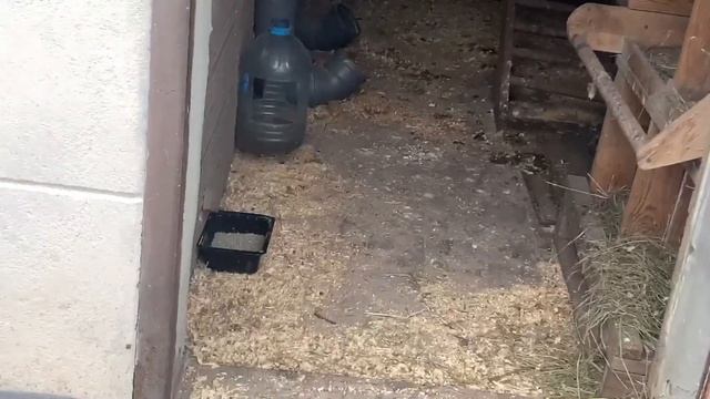 ЖИЗНЬ в ГЛУХОЙ ДЕРЕВНЕ. БЕЛАРУСЬ. Купил КУРЫ НЕСУШКИ ПОРОДЫ ДОМИНАНТ #куры смотреть онлайн