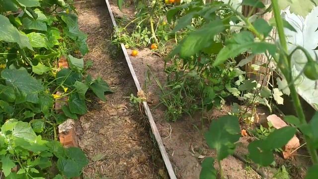 Томат Оранж Квин. Мой отзыв смотреть онлайн