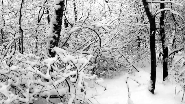 Зимний лес 2й день смотреть онлайн