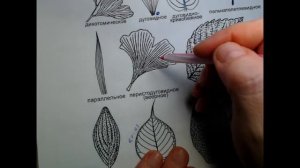 Витраль. Вебинар первый. Каркасы. Ч.1 Листья.