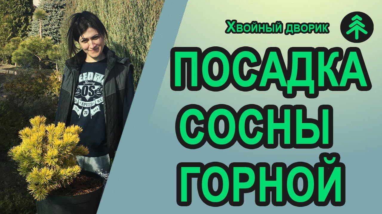 Посадка сосны горной, карликовой, жёлтой из контейнера в грунт на постоянное место роста! смотреть онлайн