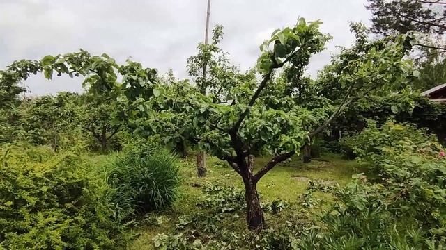 омолаживающая обрезка яблони антоновка форма чаша часть 2 смотреть онлайн