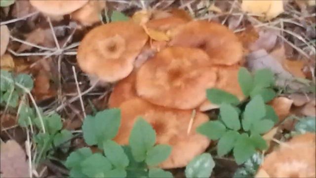 гуляю по окрестностям в середине осени, часть 2 смотреть онлайн