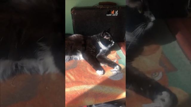 Пулковские домашние подсолнухи смотреть онлайн