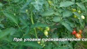 томат Де барао красный