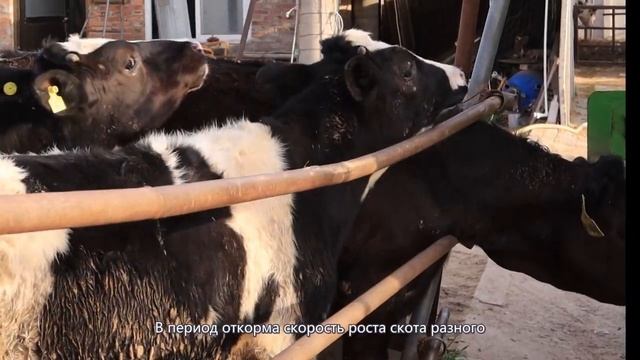 Быстро ли растет корова, если она много ест? смотреть онлайн