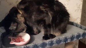 чем мы кормим мейн куна