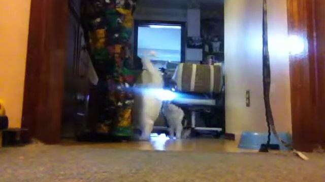 FELINE FEEDING FRENZY смотреть онлайн