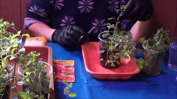 Выращиваем энотеру семенами.