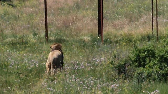 Лев погнался за львицей! Тайган Lions in Crimean Taigan смотреть онлайн